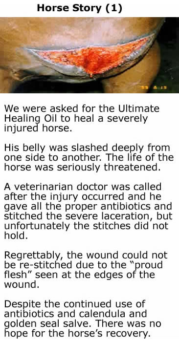 Horse Story 1