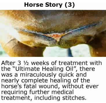 Horse Story 3